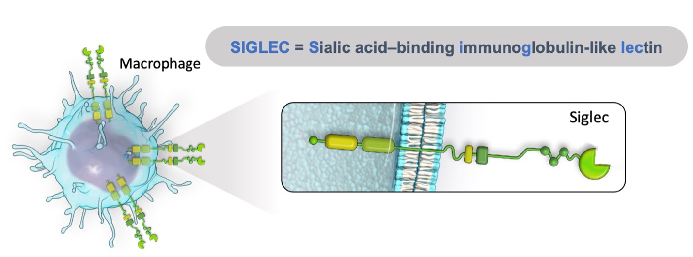 Leveraging Siglec Receptors To Repolarize Macrophages For The Treatment