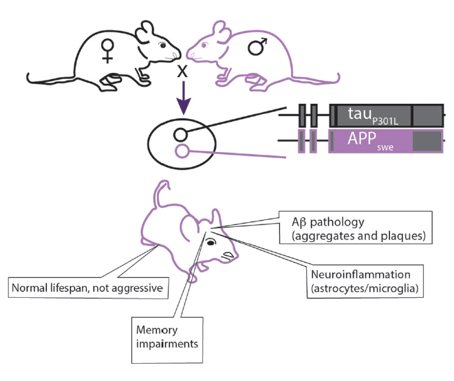 Dementia Insights What Do Animal Models Of Alzheimer S Disease Tell Us Practical Neurology