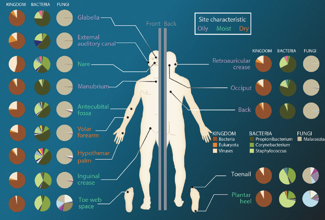 The Microbiome: What Do We Know Now? - Practical Dermatology