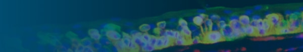 BioTissue Header Image