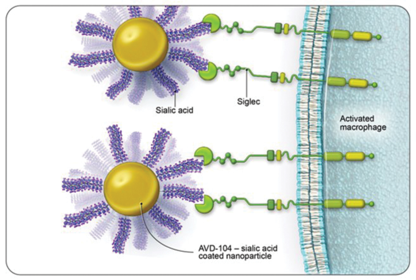 Repolarize Leveraging Siglec Receptors to Repolarize Macrophages for the Treatment ...
