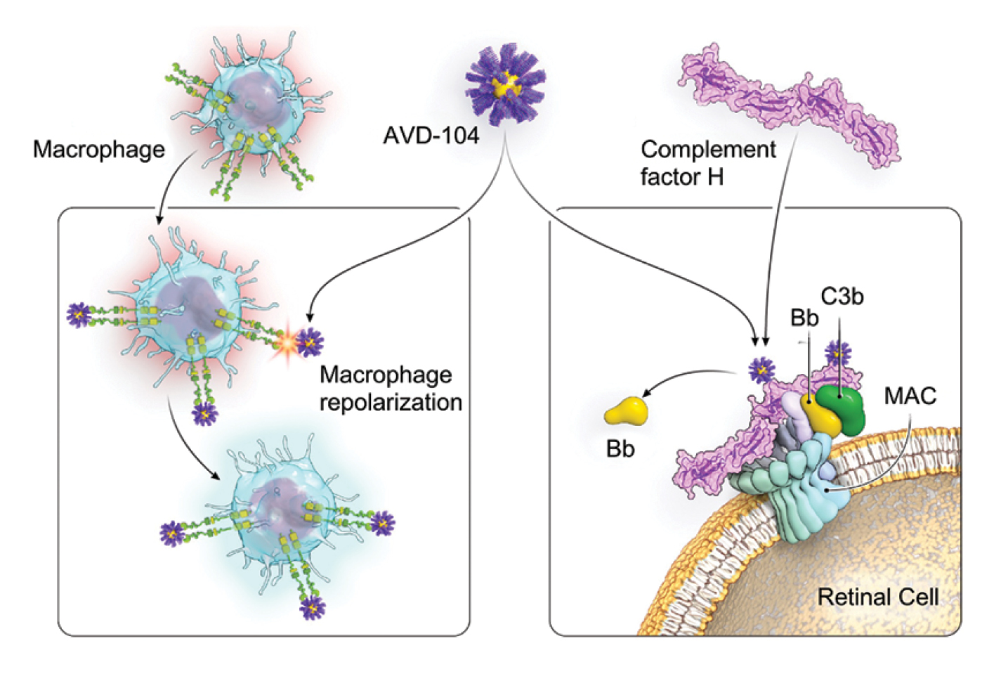 Leveraging Siglec Receptors to Repolarize Macrophages for the Treatment ...