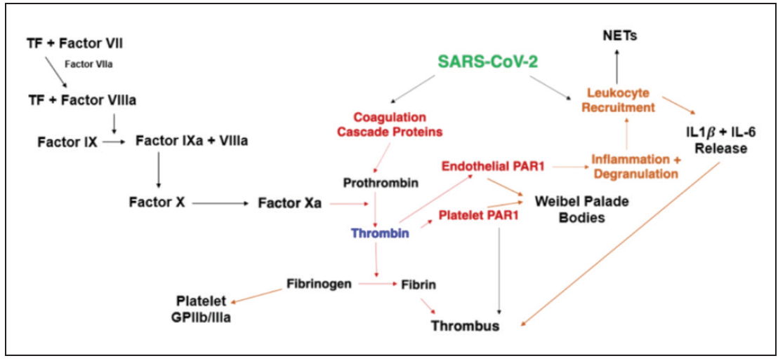 Current Induced Thrombosis Circuit Diagram