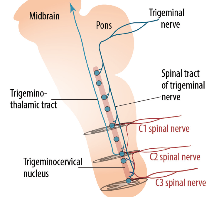 Occipital Neuralgia & Cervicogenic Headache Practical Neurology